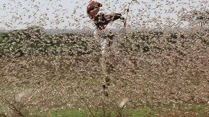 Două ţări luptă din greu cu lăcustele. Este cea mai mare invazie din ultimii 25 de ani