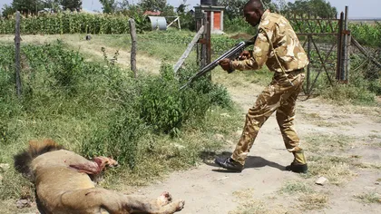 Tragedie într-un parc naţional: un leu a omorât un bărbat după ce animalul scăpase din zona de siguranţă