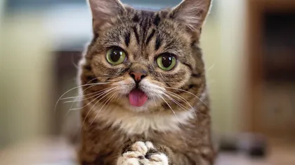 Pisicuţa vedetă, Lil Bub, a murit la vârsta de 8 ani FOTO
