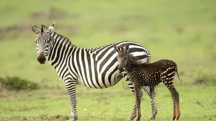 Un fotograf a surprins un pui de zebră cu pete în loc de dungi