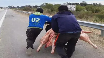 VIRALUL ANULUI. Cum se fură porcii înainte de Crăciun după un teribil accident VIDEO