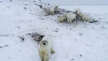 O localitate din Rusia se află sub asediul urşilor polari. Zeci de animale sunt în sat, orice activitate umană a fost întreruptă