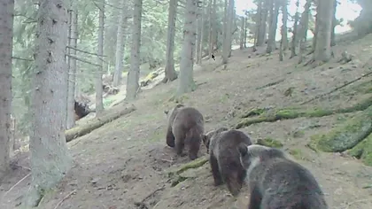 Urşii din România ar putea fi împuşcaţi 