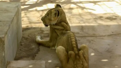 Imagini şocante. Cum arată leii malnutriţi din grădina zoologică. FOTO