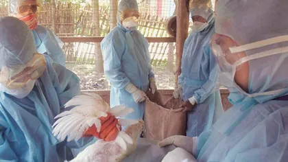 Carne de curcan suspectă de gripă aviară din Ungaria, depistată în 26 de judeţe din România