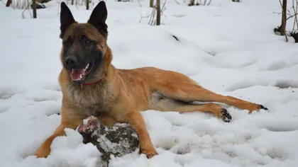 Cum a reuşit să supravieţuiască un câine erou 16 zile la minus 25 de grade. 