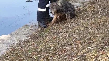 Un căţel a fost salvat de pompieri din apele îngheţate ale Someşului Mic