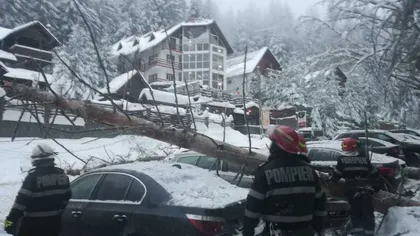 Patru maşini avariate în Predeal, după ce doi copaci au căzut peste ele