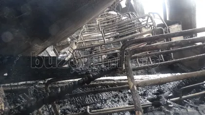 Incendiu la o adăpost de animale din Buzău. Sute de animale au murit intoxicate sau arse VIDEO