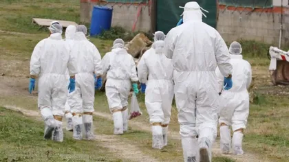Focar de gripă aviară în Cehia. Au fost sacrificaţi curcani şi alte păsări, iar produsele obţinute au ajuns şi în România