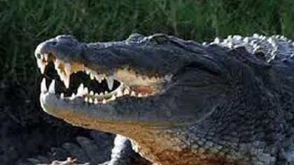 Un australian pierdut într-o pădure plină de crocodili a fost recuperat în viaţă şi sănătos