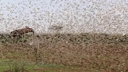 Cea mai mare invazie de lăcuste din Africa ultimilor 25 de ani a înnegrit cerul VIDEO