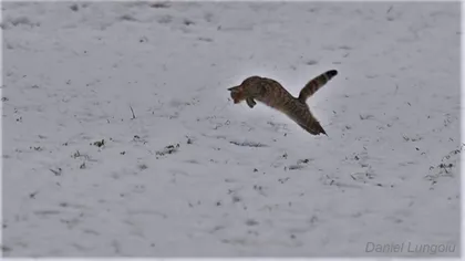 O pisică sălbatică a fost surprinsă la vânătoare de rozătoare lângă Avrig FOTO