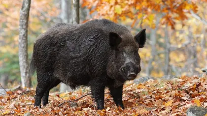 Un adolescent a fost muşcat de faţă de un porc mistreţ în timpul unei vânători