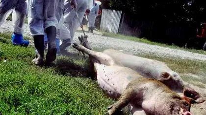 Pesta porcină loveşte în nord-estul ţării. Peste 40.000 de porci vor fi sacrificaţi