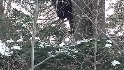 Un urs a băgat spaima în turiştii de pe Pârtia Clăbucet. Jandarmii au intervenit pentru a îndepărta animalul