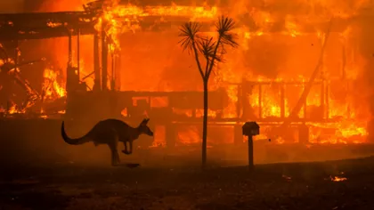 Incendiile de vegetaţie din Australia: trei acuzaţi, judecaţi în instanţă