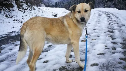 EMOŢIONANT Câinele Cristinei Ţopescu este dat spre adopţie
