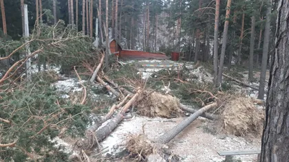 Pădure distrusă de vijelie în Buzău. Vântul a suflat cu peste 140 de km pe oră. 