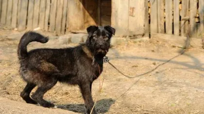 Vietnamezi acuzaţi că au mâncat câinele unui localnic din judeţul Cluj