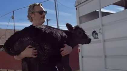 Video emoţionant! Actorul Joaquin Phoenix a salvat o vacă şi un viţel înainte de a fi duşi la abator