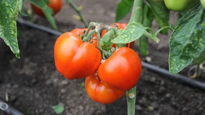 Mitul roşiilor româneşti sănătoase, spulberat de studii. Aproape jumătate dintre tomate conţin pesticide