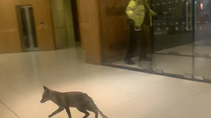 O vulpe s-a furişat în Parlament. S-a urcat cu scara rulantă şi s-a plimbat pe la patru etaje