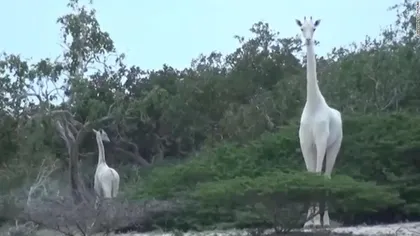 Două dintre ultimele girafe albe au fost omorâte de braconieri