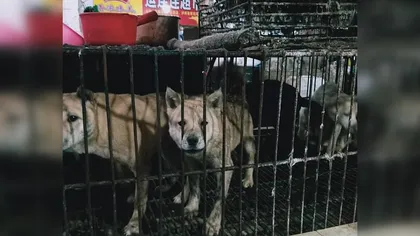 Lilieci, pisici şi câini, vânduţi din nou în pieţele din China, la trei luni de la izbucnirea primului focar de coronavirus