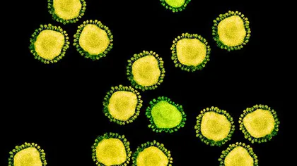Depistarea noului coronavirus poate fi făcută în doar 45 de minute. 