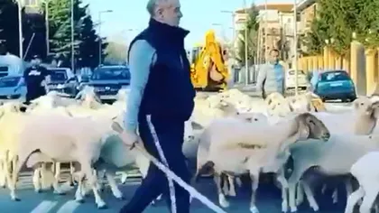 Gigi Becali sfidează coronavirusul. A ieşit cu oile la plimbare VIDEO