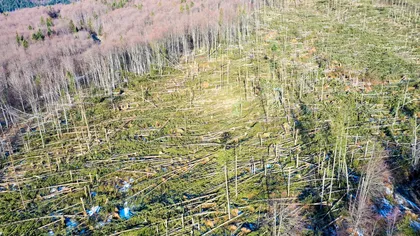 Mitul defrişărilor, demolat: Suprafaţa pădurilor din România a crescut cu peste 9.000 ha în 2019