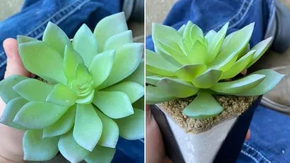 Această plantă a fost udată, deşi era din plastic. După doi ani, tânăra a descoperit că nu era naturală