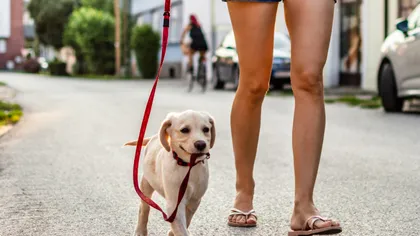 Cum a ieşit o dansatoare să-şi plimbe câinele. Imaginile au devenit virale