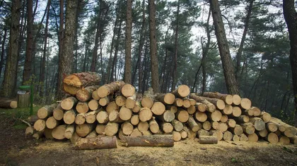 USR cere stoparea tăierii pădurilor în perioada stării de urgenţă
