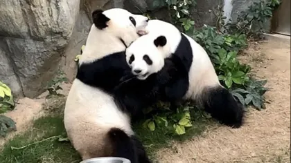 Urşii panda profită din plin de grădiniile zoologice închise, pentru a avea mai multe momente intime VIDEO