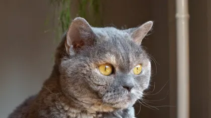 O pisică, simbolul rezistenţei împotriva COVID-19. A supravieţuit 40 de zile închisă, în timp ce stăpânii erau internaţi cu coronavirus