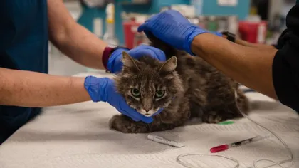 Două pisici din New York au fost testate pozitiv cu coronavirus. Sunt primele animale de companie infectate din SUA