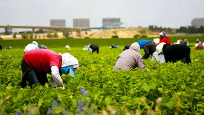 80.000 de lucrători sezonieri, între care şi mulţi români, participă în aprilie şi mai la strânsul recoltelor în Germania