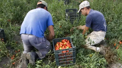 Un român din trei se angajează în agricultură. Expert: Nu contează ce calificări ai, dacă nu poţi ocupa un job care să le solicite