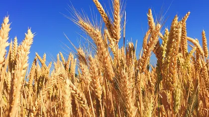 Ministrul de Interne, Marcel Vela: România are suficiente rezerve de grâu pentru consumul intern până la începutul toamnei
