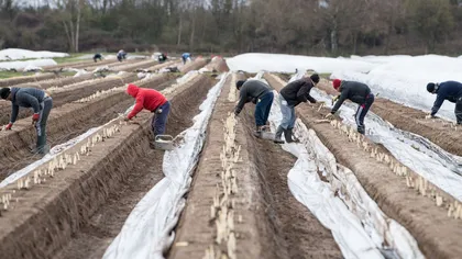 11 muncitori din Vaslui, alungaţi de la o fermă din Germania: 