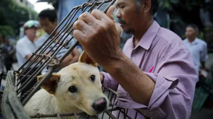 Chinezii nu vor mai mânca câini! O nouă lege interzice creşterea câinilor pentru consumul uman