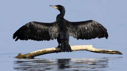 Cormoranul mare, eliminat din categoria păsărilor interzise vânătorii. Reacţia Societăţii Ornitologice Române
