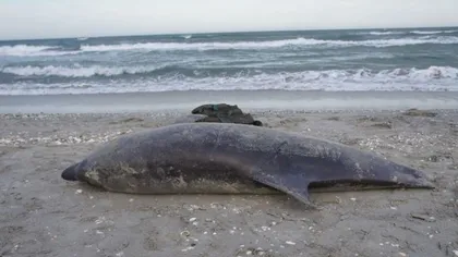 Descoperiri macabre pe plajele de la Marea Neagră! 12 delfini eşuaţi în mai puţin de două săptămâni