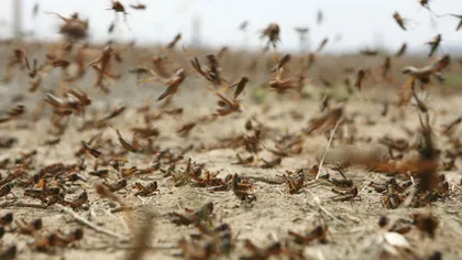 O invazie de lăcuste face ravagii în India şi Pakistan: Ne confruntăm cu cea mai mare invazie din ultimele trei decenii