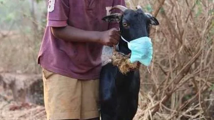 Ţara care interzice purtarea măştilor după ce kiturile de teste au dat rezultate pozitive la o capră şi un fruct pawpaw