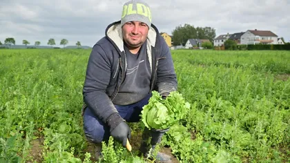 De la altar la câmp! Pastorul român Radu Lăcătuş are grijă acum de recolta de salată din Germania