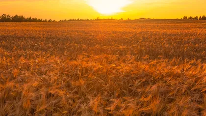 Ministerul Agriculturii recunoaște: doar 2,14% din suprafețele cultivate sunt afectate de secetă