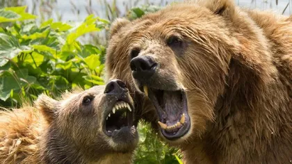 Ursoaică cu doi pui, îndepărtată de jandarmi din apropierea gării din Băile Tuşnad